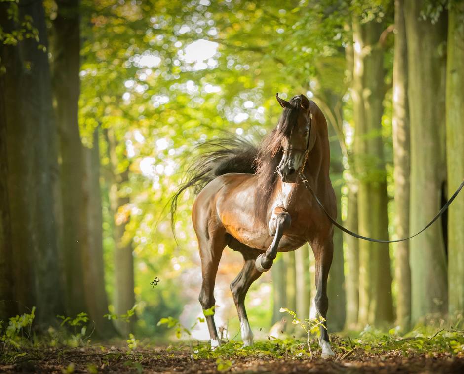 Emerald J Arabian Horse Association of Arizona